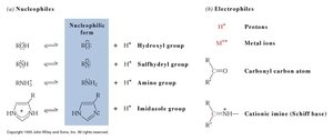 Nucleophiles and electrophiles in enzyme catalysis