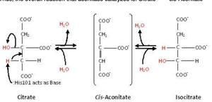 Aconitase mechanism: citrate to isocitrate