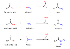 Condensation reactions: ester, thioester, amide formation
