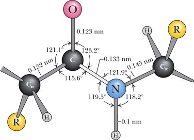 Peptide bond structure and bond angles