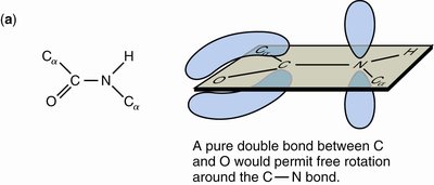 Resonance form of peptide bond (a)