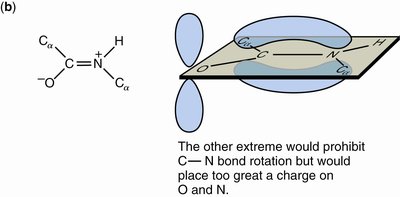 Resonance form of peptide bond (b)