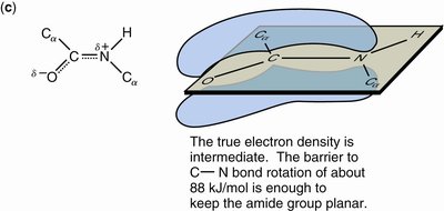 Resonance hybrid of peptide bond (c)