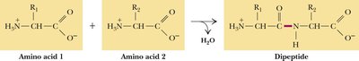 Peptide bond formation between two amino acids
