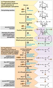 Glycolysis pathway diagram
