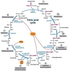 Citric acid cycle diagram