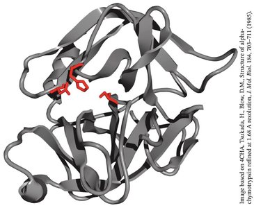 Structure of chymotrypsin with active site residues highlighted
