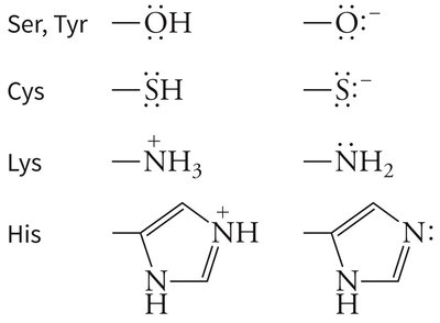 Amino acid side chains acting as nucleophiles