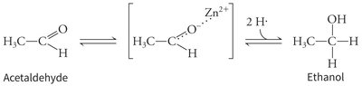 Alcohol dehydrogenase reaction with zinc ion