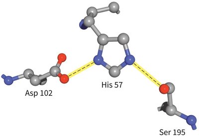 Chymotrypsin catalytic triad structure