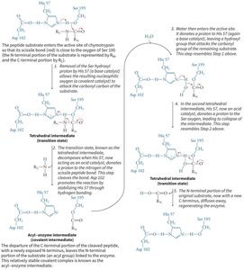 Chymotrypsin reaction mechanism steps