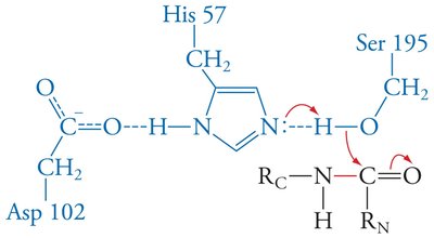 Transition state in serine protease mechanism
