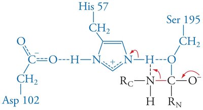 Low-barrier hydrogen bond formation in chymotrypsin