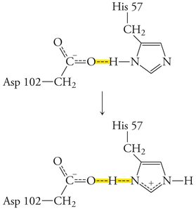 Asp 102—His 57 hydrogen bond in chymotrypsin