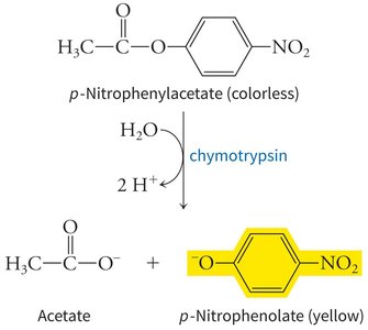 Chymotrypsin-catalyzed hydrolysis of p-nitrophenylacetate