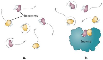 Proximity and orientation effects in enzyme catalysis