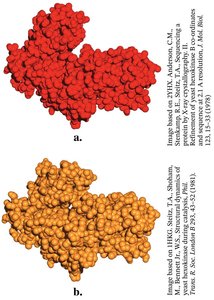 Hexokinase conformational change upon substrate binding