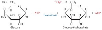 Hexokinase lobes enclosing glucose