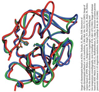 Superimposed structures of chymotrypsin, trypsin, and elastase
