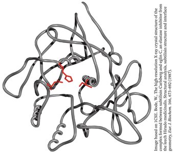Structure of subtilisin with catalytic triad highlighted