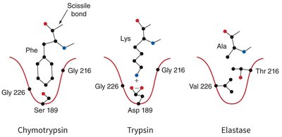 Specificity pockets of chymotrypsin, trypsin, and elastase