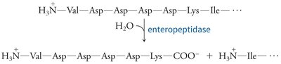 Activation of chymotrypsinogen