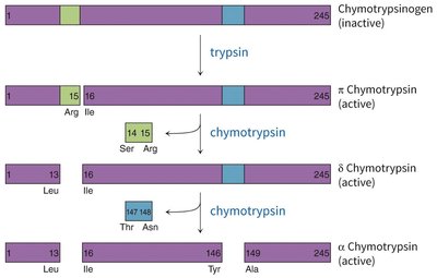 Trypsin-mediated activation of chymotrypsinogen