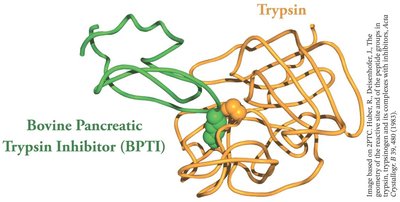 Trypsin inhibitor blocking the active site