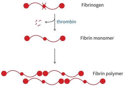 Fibrinogen conversion to fibrin polymer