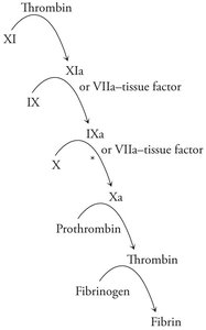 Coagulation cascade diagram