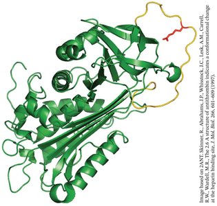Antithrombin structure with reactive loop