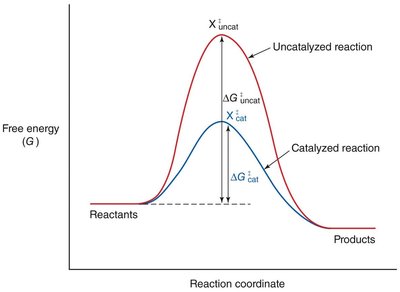 Catalyzed vs. uncatalyzed reaction energy diagram