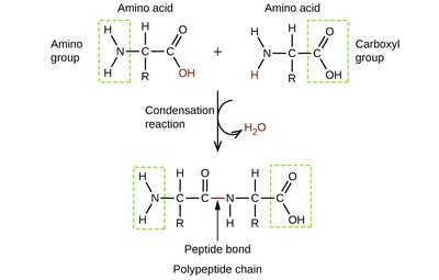 Amino acid structure