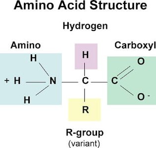Glycine and Proline structures