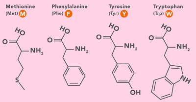 Serine, Threonine, Asparagine, Glutamine structures