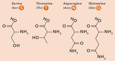 Cysteine structure