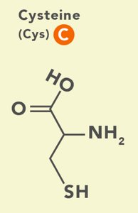 Aspartic acid and Glutamic acid structures