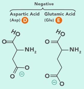 Peptide bond formation