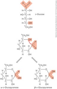 Cyclization of D-glucose and formation of α and β anomers