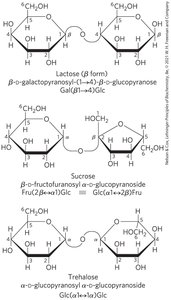 Common disaccharides: lactose, sucrose, trehalose