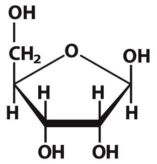 Deoxyribose structure