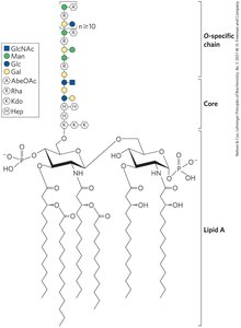 Bacterial lipopolysaccharides