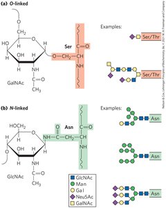 Oligosaccharide linkages in glycoproteins