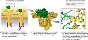 Noncovalent bonding interactions between human growth hormone and its cellular receptor