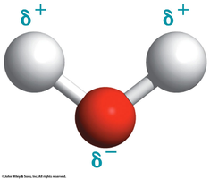Partial charges in water molecule