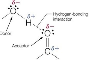 Hydrogen bond donor and acceptor in water