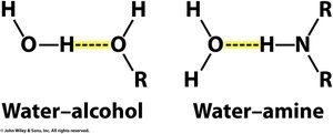 Examples of hydrogen bonds in proteins