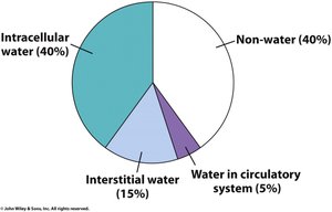 Distribution of water in the human body