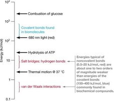 Bond energies in biomolecules