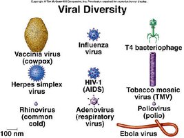 Examples of viral diversity and morphology